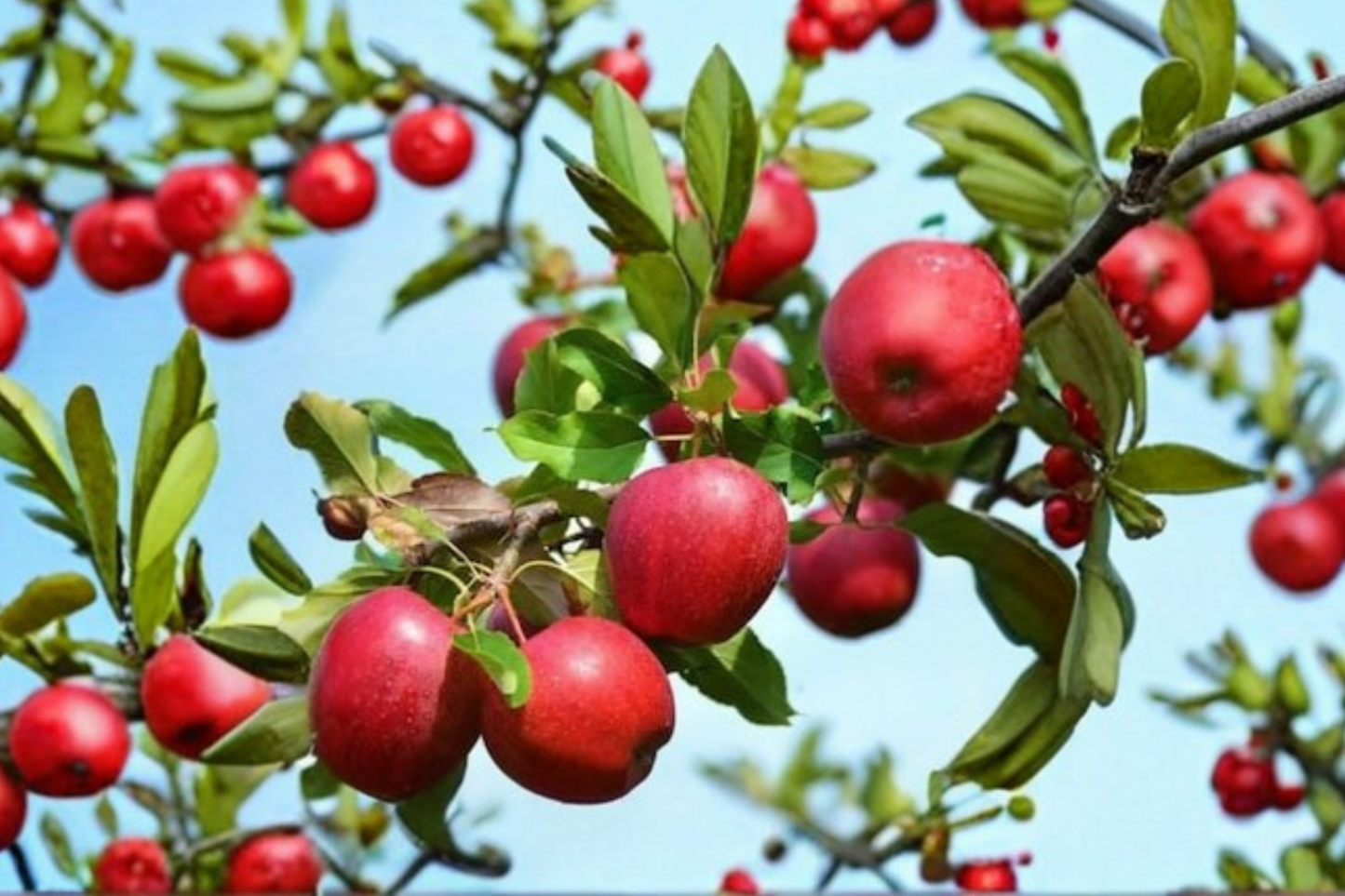 Red Spy Apple Tree Live Plant 4-6 ft Malus domestica Northern Spy Fruit Tree for Home Orchard