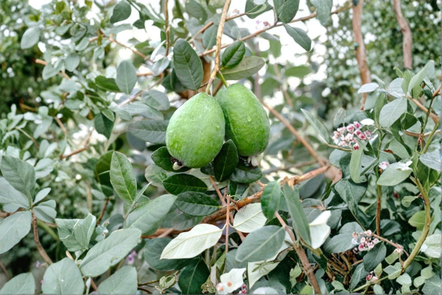 Grafted Marion Pineapple Guava Live Plant | 1 Gallon Pot | Evergreen Feijoa Shrub | Acca sellowiana