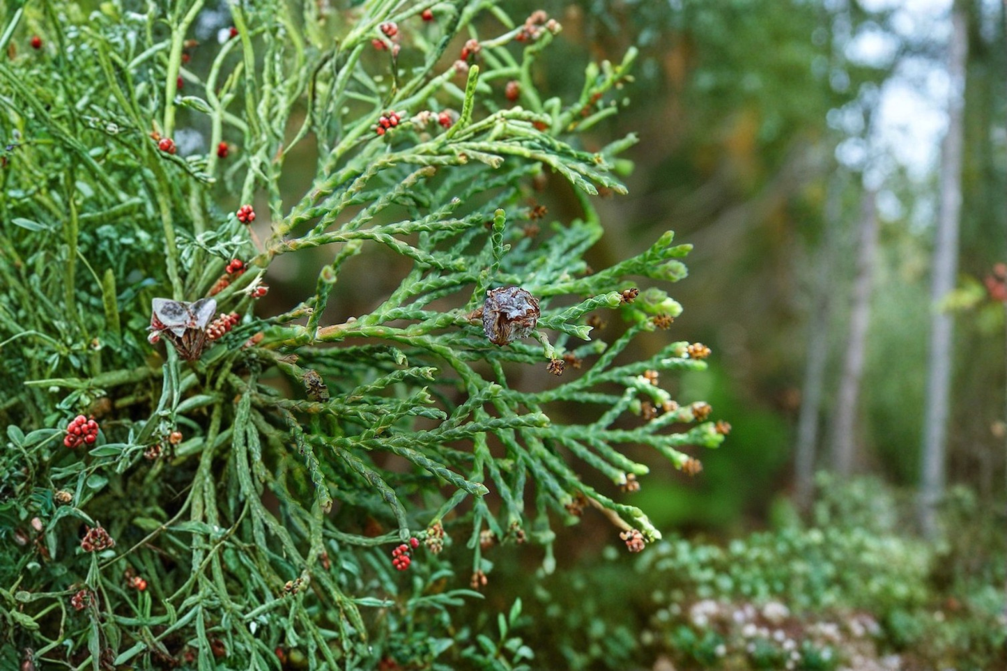 Atlantic White Cedar ‘Andelye Conica’ Live Plant – 1 Gallon Pot, Compact Evergreen Conifer, Native Chamaecyparis thyoides