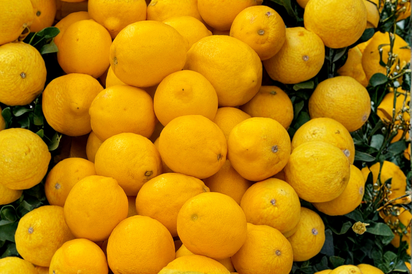 Dwarf Meyer Lemon Tree Live Citrus Plant 3-4 Ft in Container, Fruit Tree, Evergreen Foliage, Citrus × meyeri