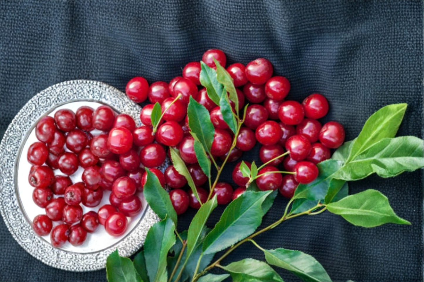 Dwarf Stella Cherry Seeds Pack – Sweet Red Fruit Tree for Garden & Container Growing – Prunus avium