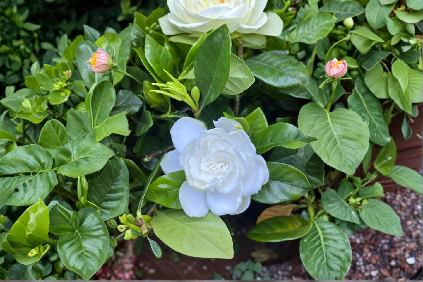 Gardenia Jasminoides Live Plant, Fragrant White Flowers, Evergreen Foliage, Container & Garden Use