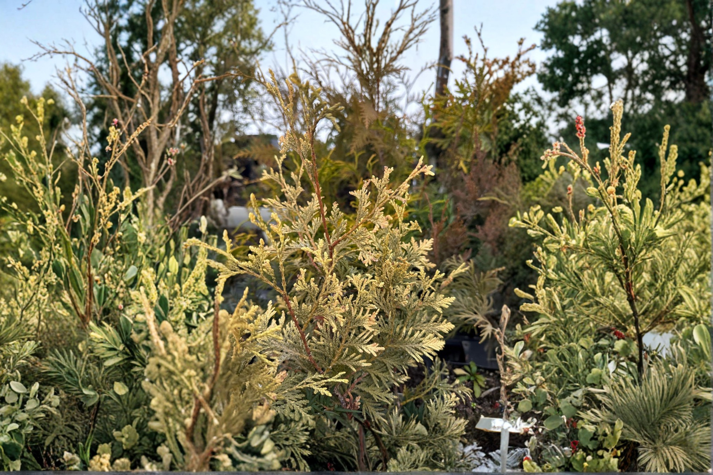 Arborvitae Live Plant Quart Pot – Thuja occidentalis ‘Columbia’ Evergreen Shrub for Hedges & Privacy Screening