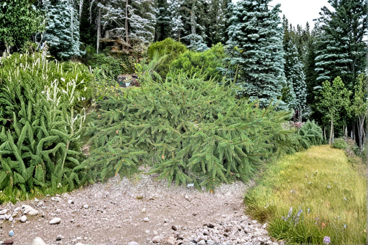 Acrocona Norway Spruce Live Plant – 12 Inch Picea abies Evergreen Conifer with Red Cones, Cold Hardy Tree