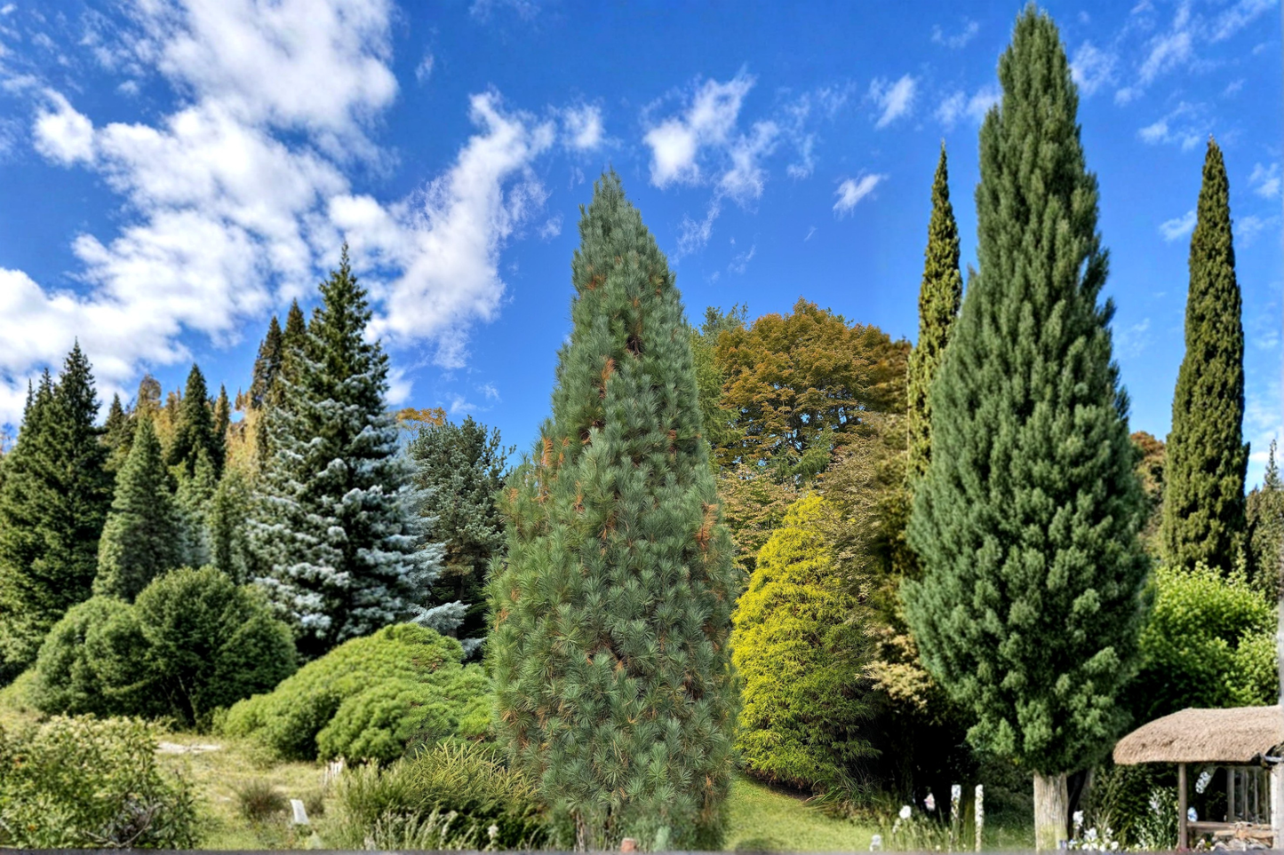 Live Stowe Pillar White Pine 12 Inch Plant in 1-Gallon Pot, Columnar Evergreen Conifer, Blue-Green Needles, Narrow Garden Tree
