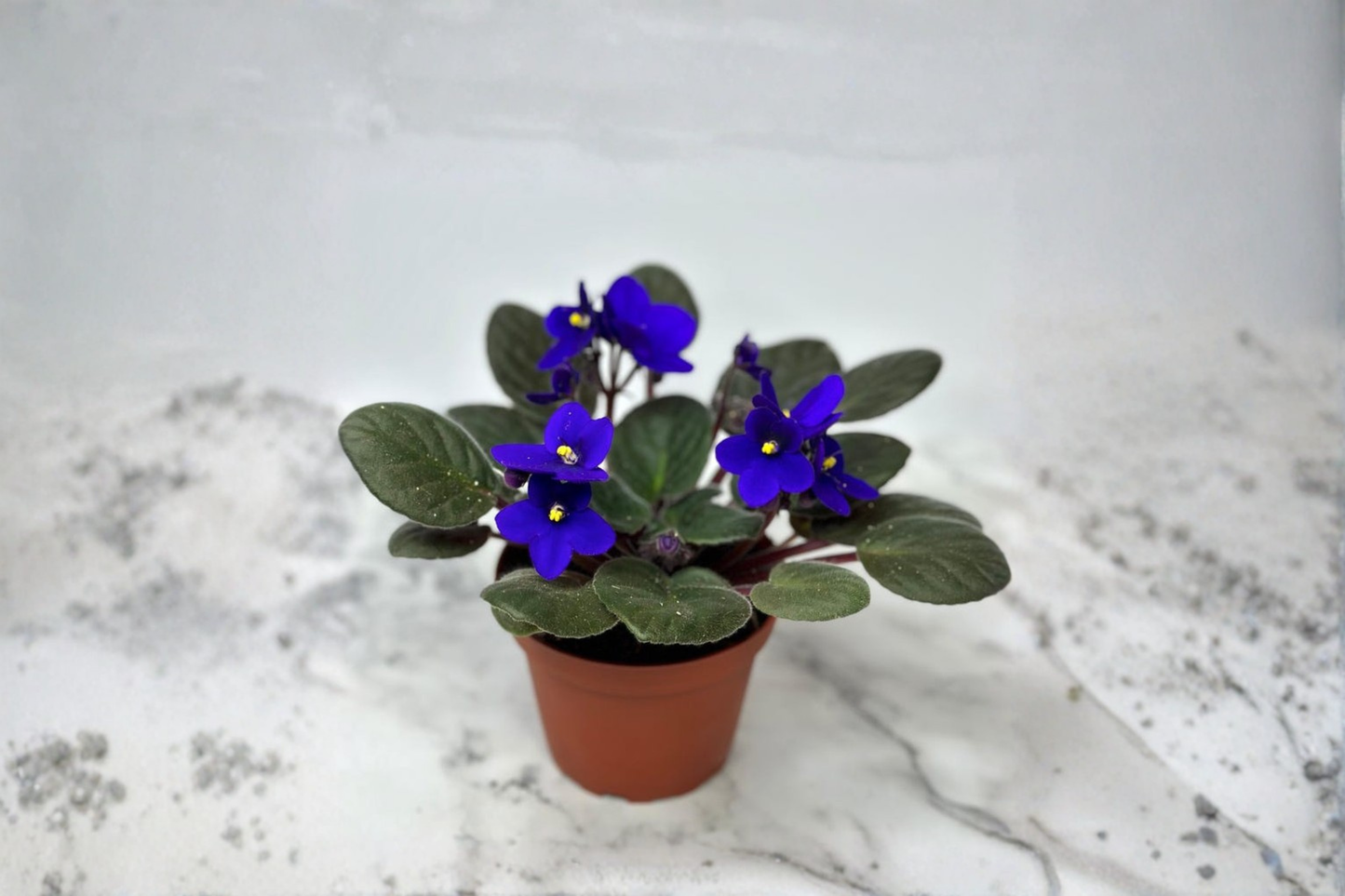 African Violet Live Plant, Compact Indoor Houseplant, Purple Blooming Saintpaulia ionantha, Flowering Gift Plant