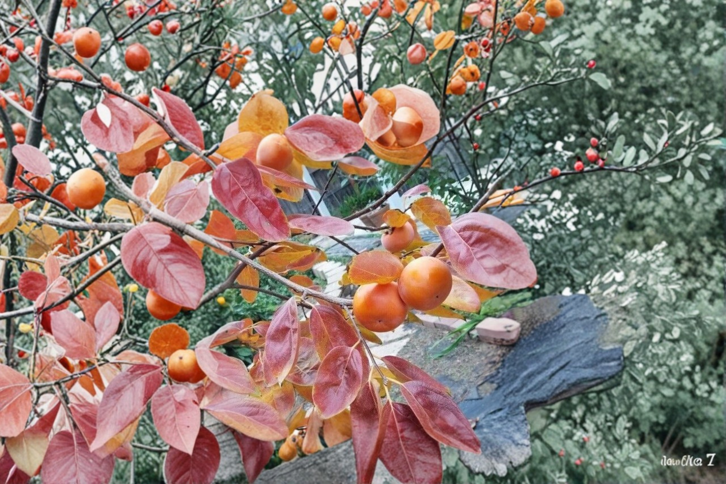 Fuyu Persimmon Tree Live Plant 4-6 Ft β Non-Astringent, Sweet, Crisp Fruit Tree Diospyros kaki