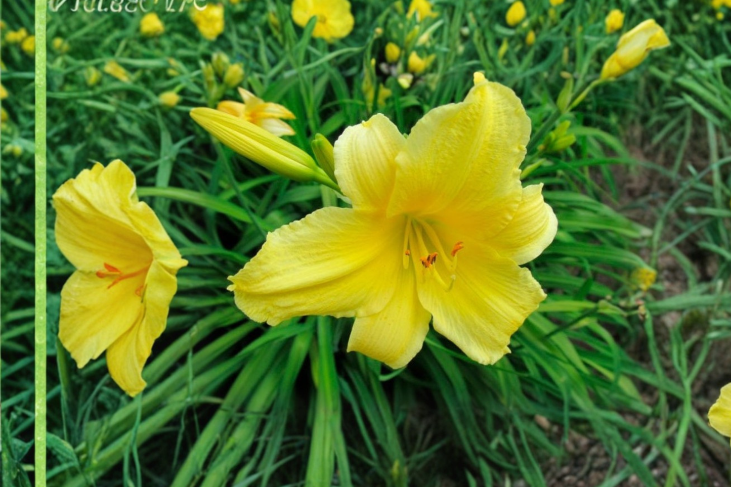 Daylily ‘Suzie Wong’ Bare Root Plants – Dark Red Summer Perennial Flowers – Hemerocallis for Garden Beds & Borders