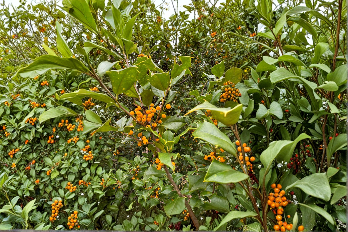 Live Goldie American Holly Plant in Quart Pot, Evergreen Shrub with Yellow Berries, Ilex opaca ‘Goldie’ for Landscape and Garden