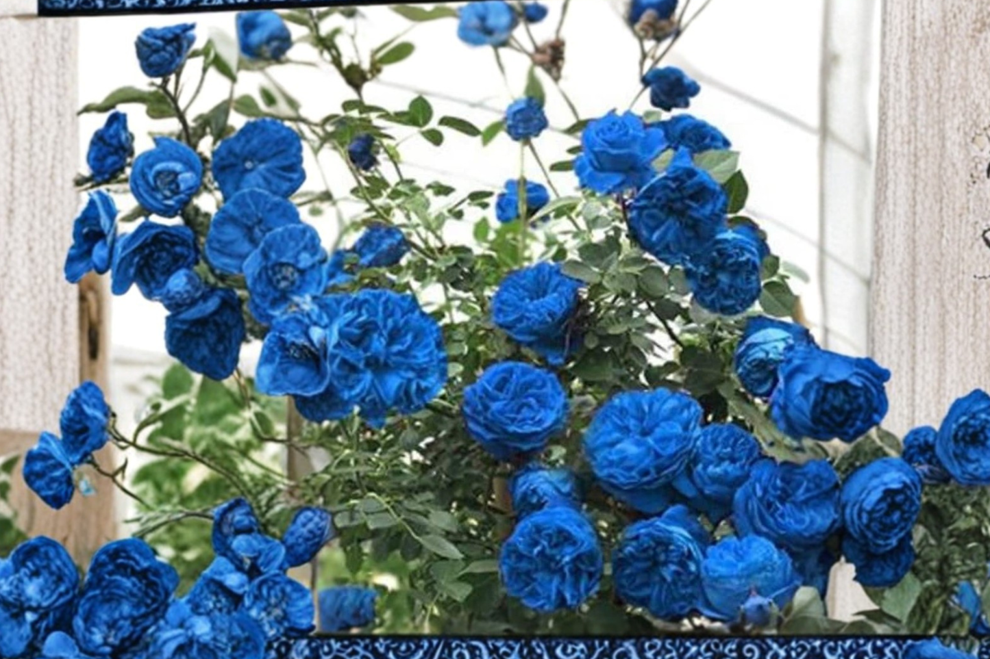 Climbing Blue Rose Seeds – Fragrant Flower Bush for Indoor & Outdoor Gardens – Rosa sp. – 10 Seeds