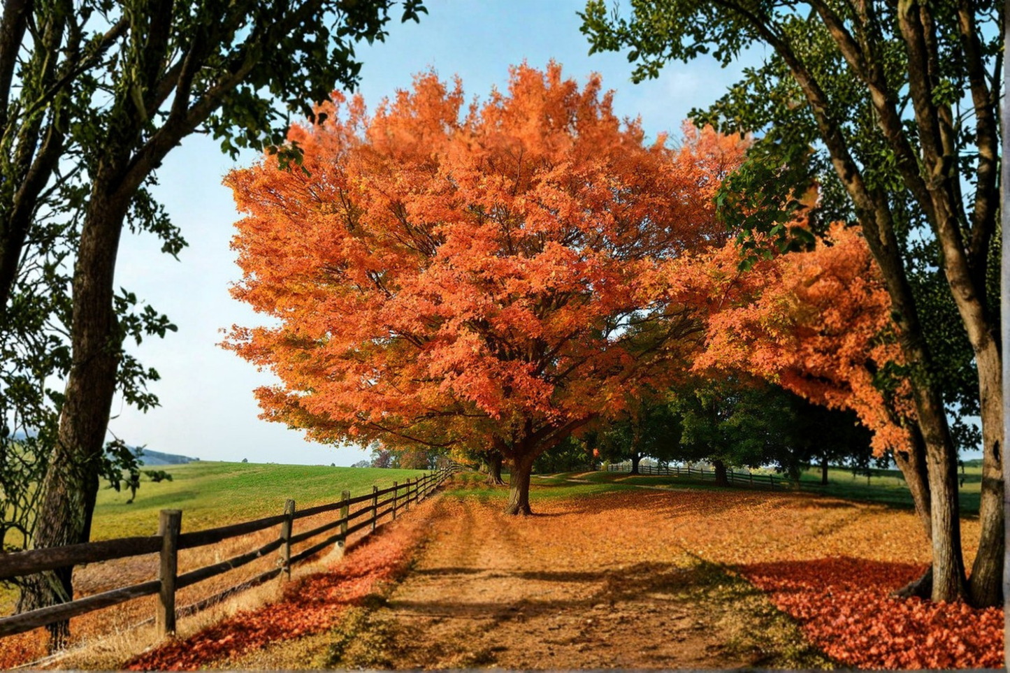Live Sugar Maple Tree - 1 Gallon Pot, Acer saccharum, 18 Inches Tall, Deciduous Shade Tree, Fall Color, Garden Plant