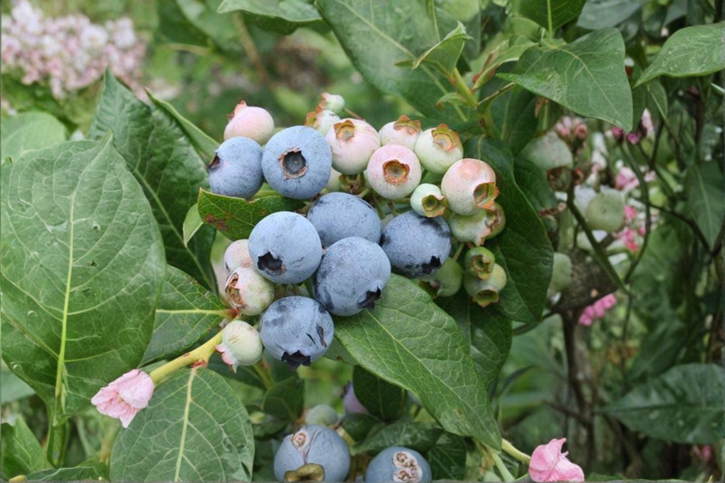 Razz Blueberry Live Plant in 1 Gallon Pot, Edible Berry Bush, Vaccinium spp., Fruiting Shrub for Garden & Container Planting