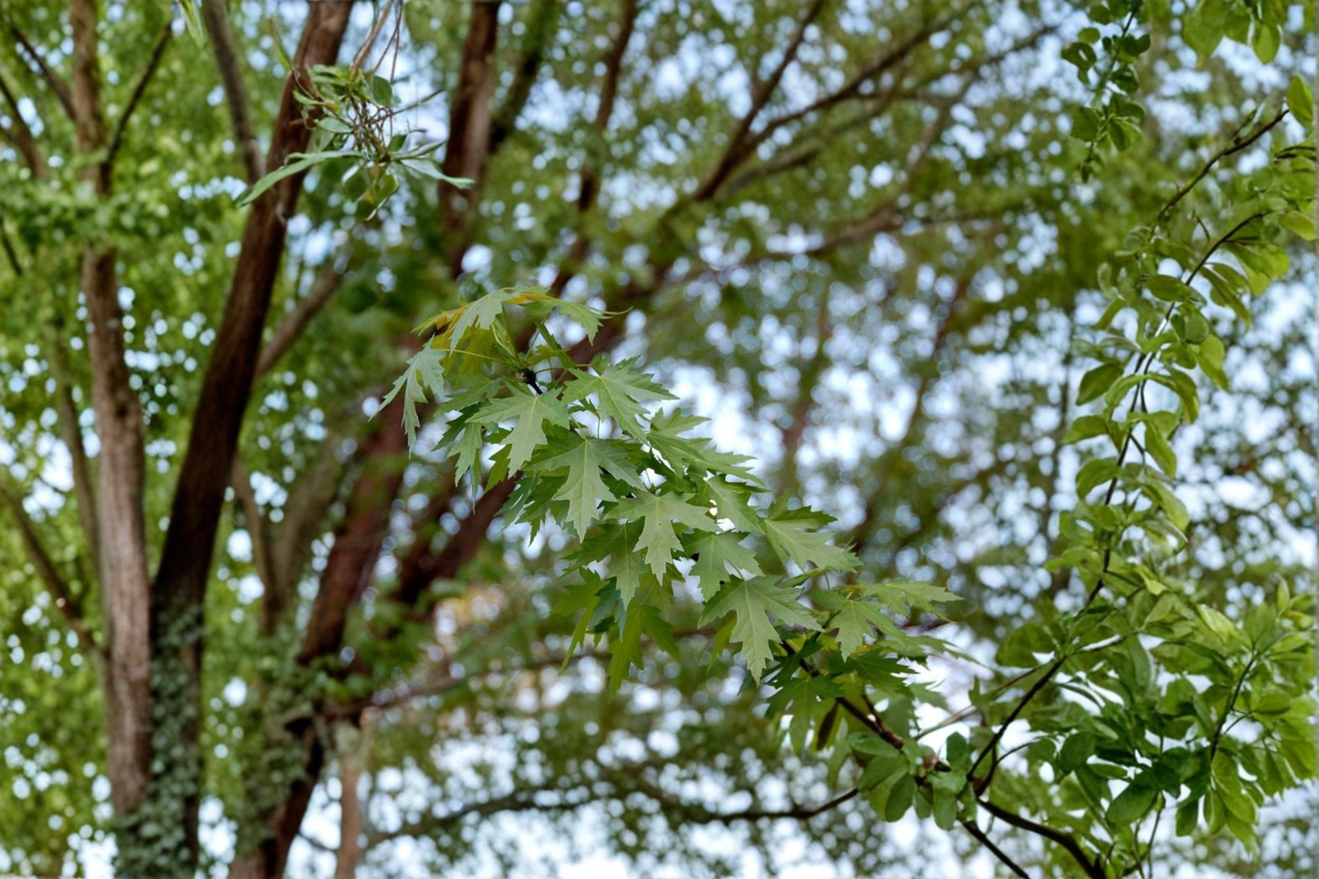 Silver Maple Tree Live Plant, 1 Gallon Pot, Acer saccharinum, Native Shade Tree, Fast Growing Yard Plant