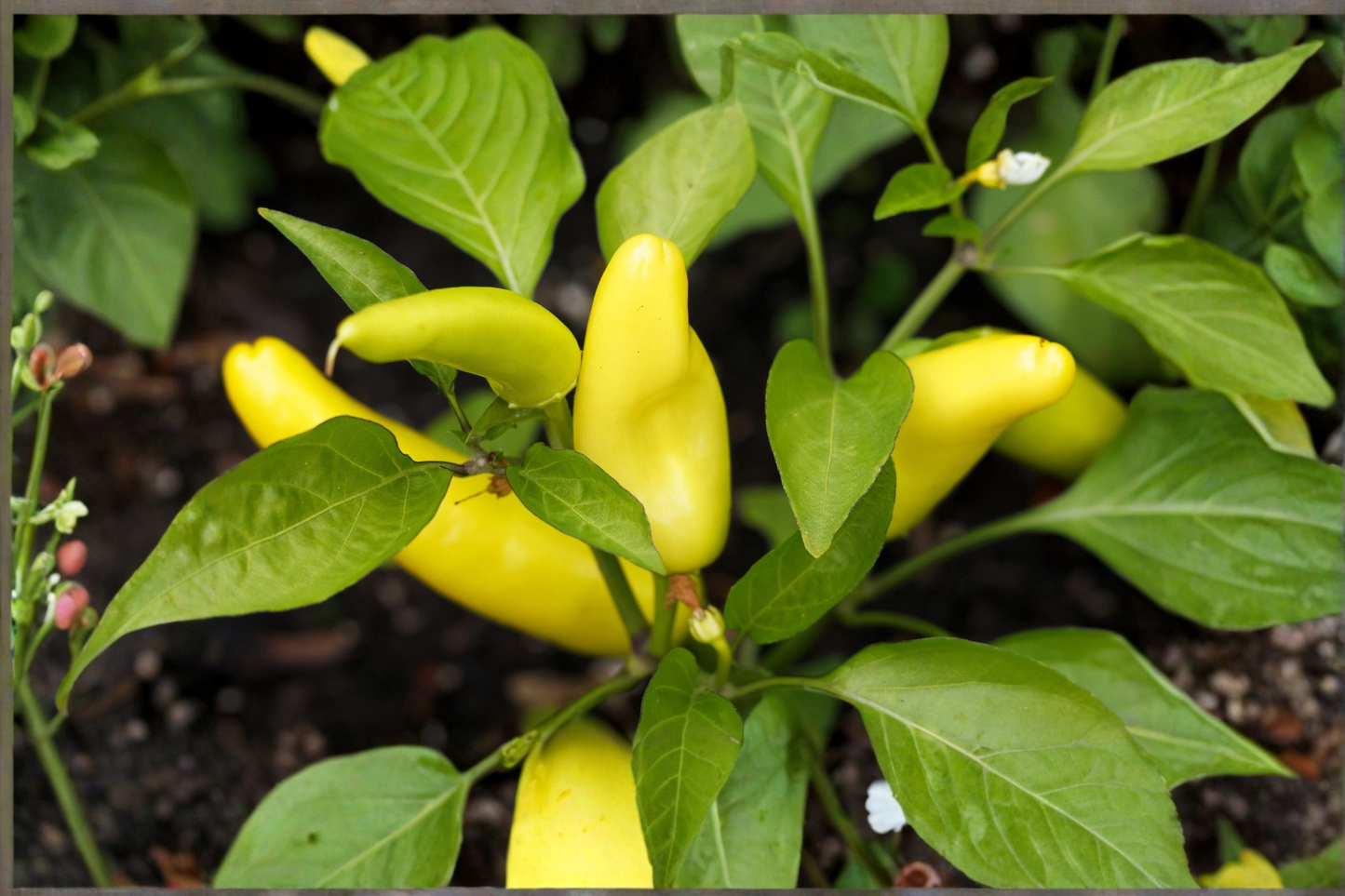 Hungarian Wax Banana Pepper Live Plant – Rooted Starter for Vegetable Garden, Container & Raised Bed, Capsicum Annuum
