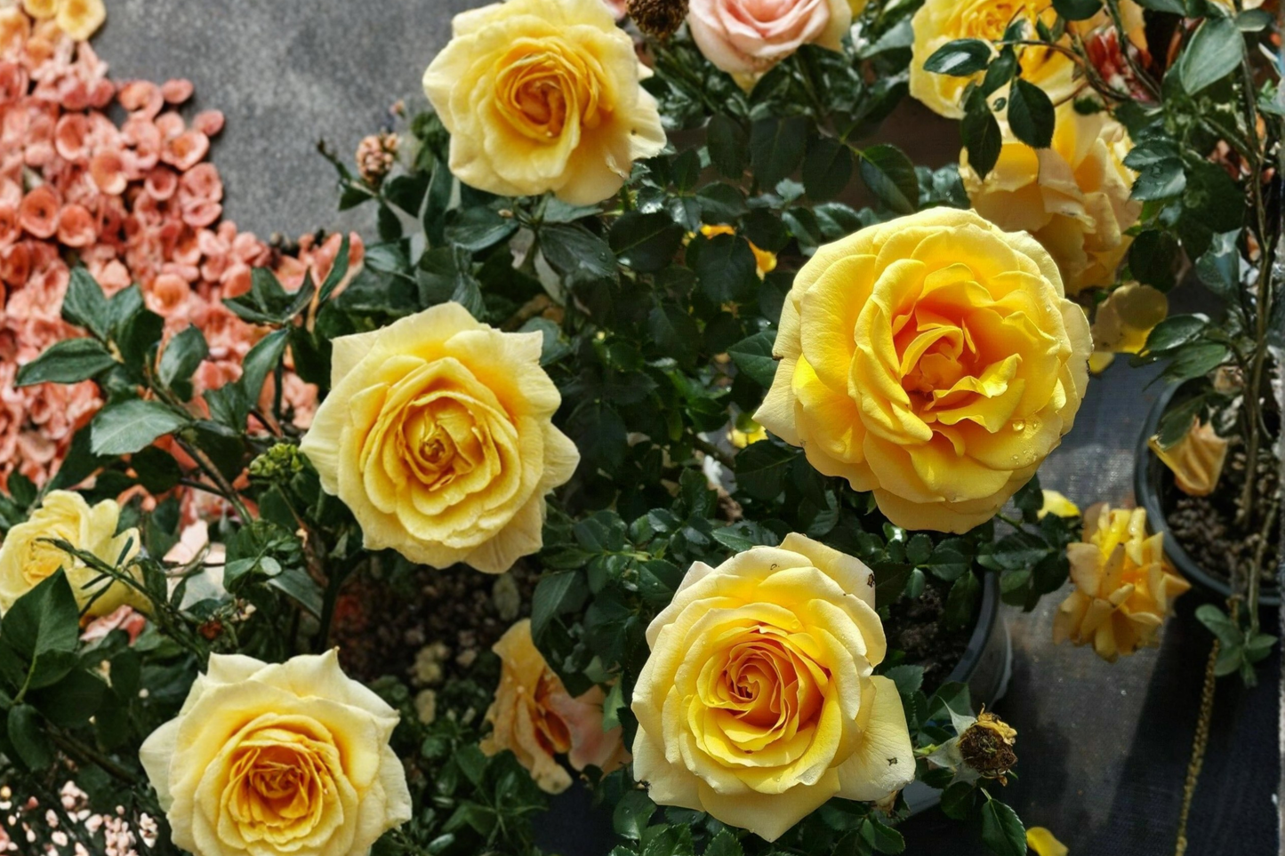 St. Tropez Floribunda Rose Plant 3 Gal – Peach-Orange Blooms, Live Bush, Garden Landscaping, Outdoor Rose Shrub Rosa ‘St. Tropez’