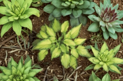 Hosta Emerald Ruff Live Potted Plant – Small Green Foliage Perennial for Shade Gardens & Containers