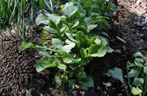 Bloomsdale Spinach Seeds 250 Count - Heirloom Leafy Green Vegetable for Home Garden, Raised Beds & Containers - Spinacia oleracea