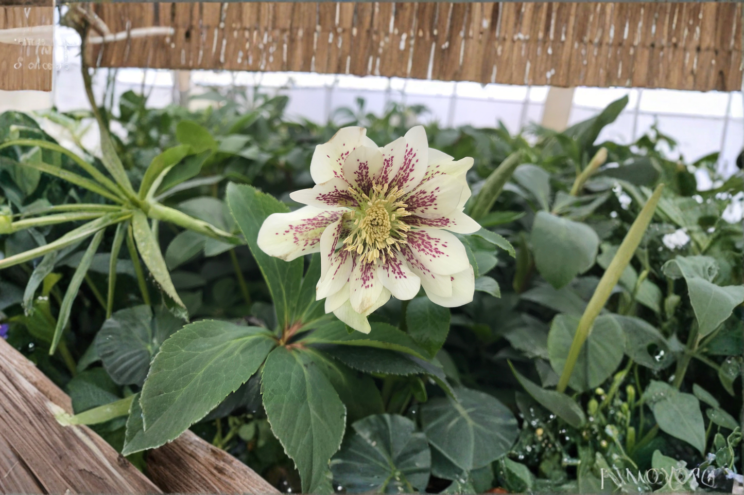 Hellebore Confetti Cake Perennial Shade Plant | Established Gal Size | White Purple Speckled Blooms | Helleborus x hybridus