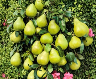 Kieffer Pear Tree Stem Cuttings – Unrooted Propagation Material for Home Orchard Grafting Pyrus communis