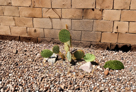 Opuntia aciculata Chenille Prickly Pear Cactus Pad Cutting – Live Unrooted Propagation Plant for Dry Gardens & Containers