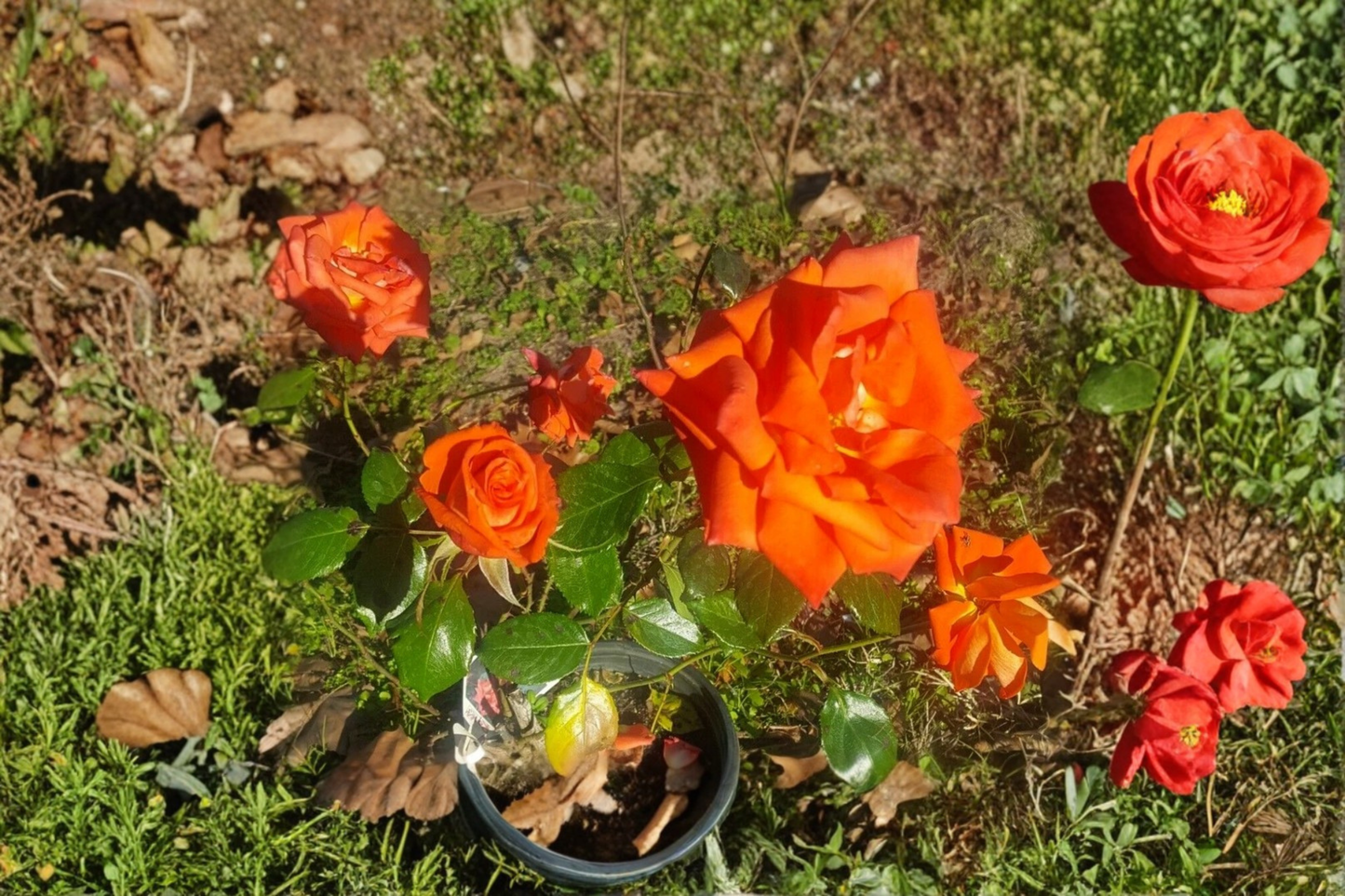 Marina Floribunda Rose Live Plant, 1 Gallon, Salmon Orange Blooms, Everblooming Flowering Shrub, Rosa Hybrid for Garden