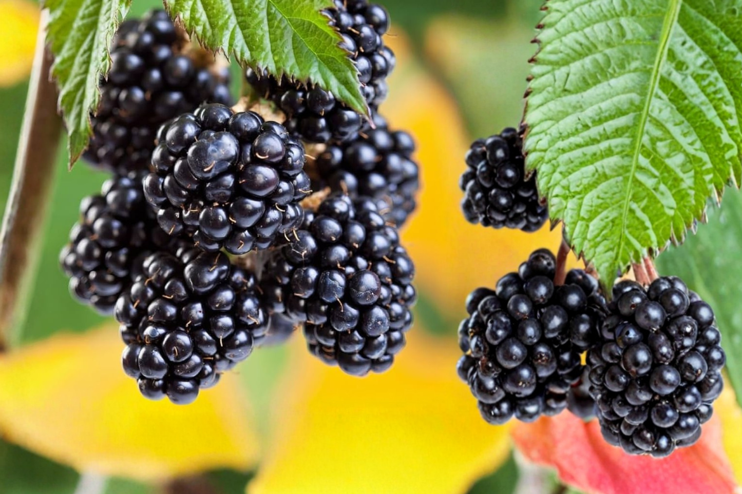 Blackberry Plant Live – Thornless Apache Rubus fruticosus Fruit Bush for Garden, 3–6 ft tall