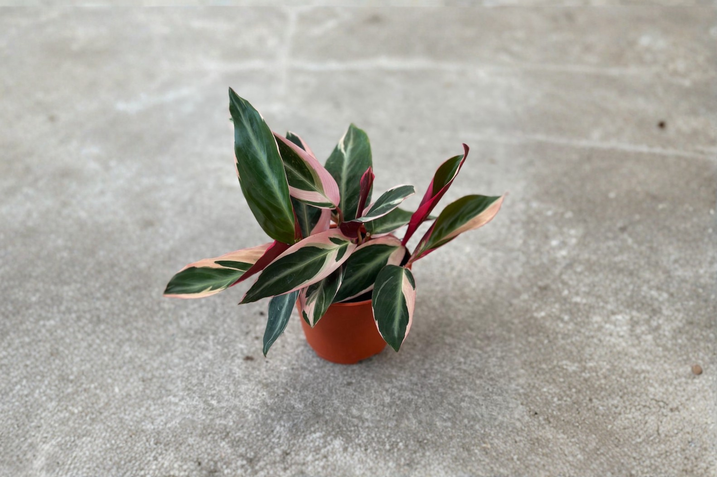 Stromanthe Triostar Live Plant in 2-Inch Pot, Variegated Tropical Houseplant, Indoor Decorative Foliage, Stromanthe sanguinea 'Triostar'