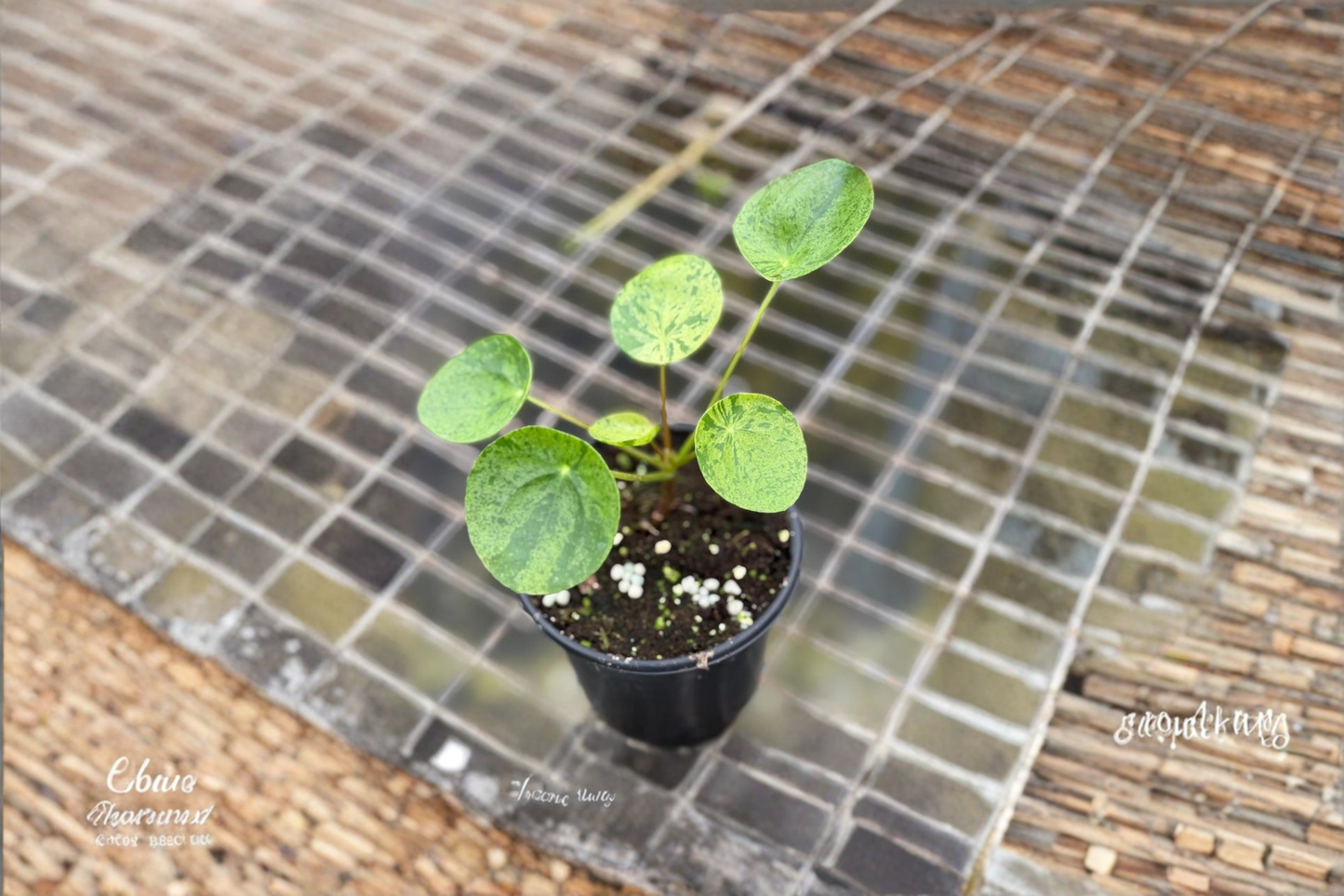 Variegated Pilea Peperomioides Live Plant, Mojito Chinese Money Plant, 2 Inch Starter, Indoor Houseplant, Green & Cream Foliage