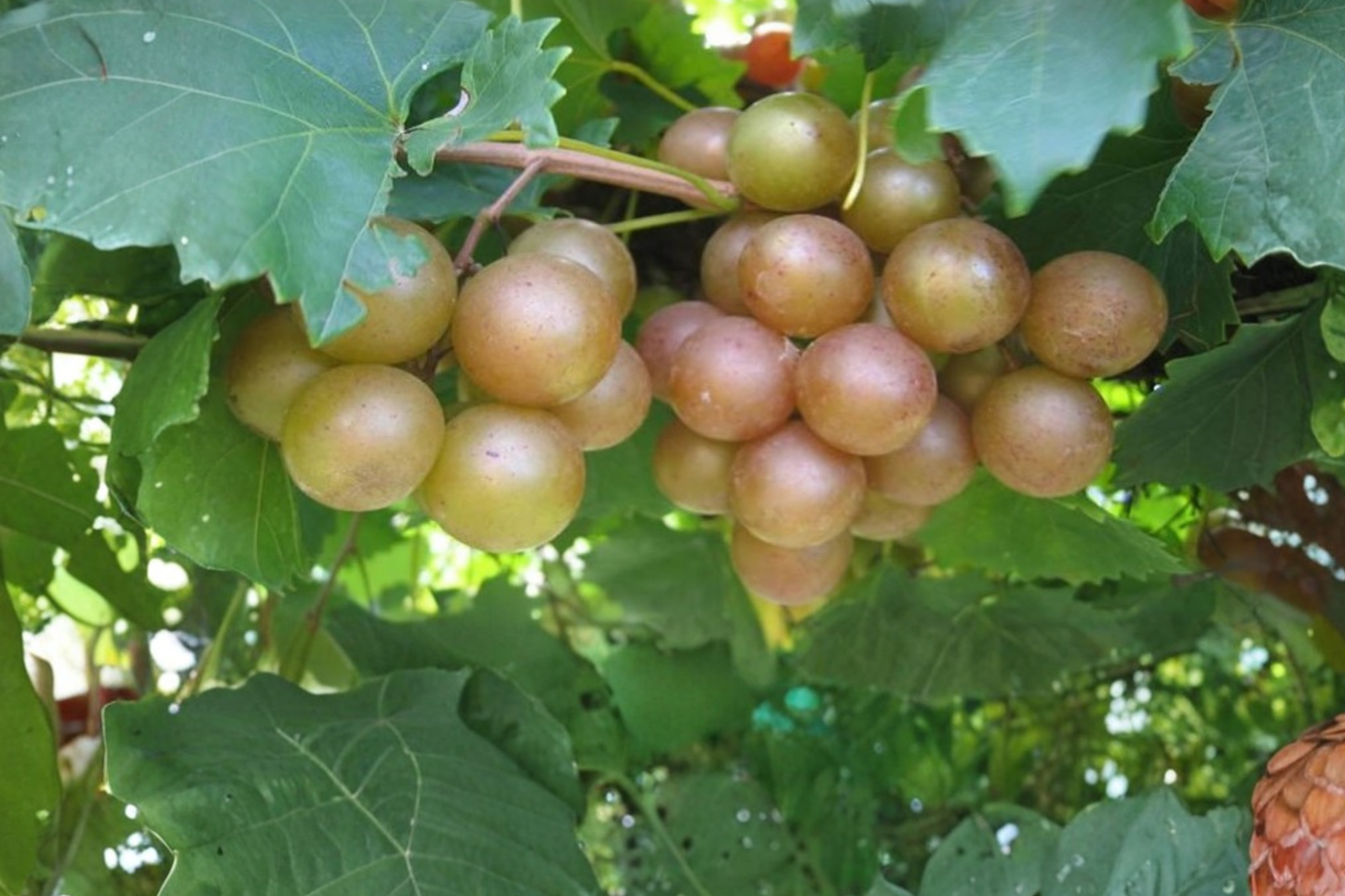 Summit Muscadine Grape Vine 3 Gallon Live Plant, Bronze Sweet Grape, Climbing Fruit Vine for Backyard Garden, Vitis rotundifolia