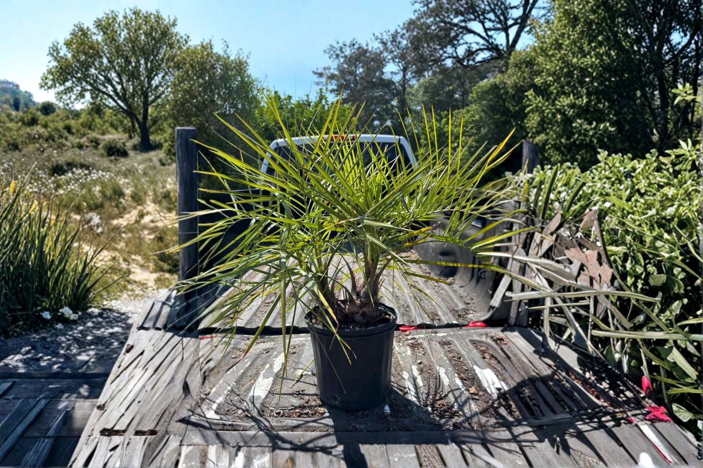 Twin Pindo Palm Live Plant - Double Pindo Palm Tree Butia odorata for Patio, Poolside & Landscape