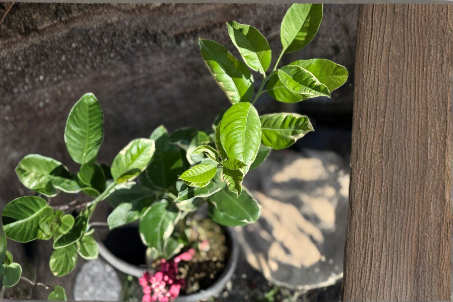 Variegated Pink Lemon Tree Live Citrus Plant Starter Cutting, Decorative Fruit & Striped Foliage, Citrus limon