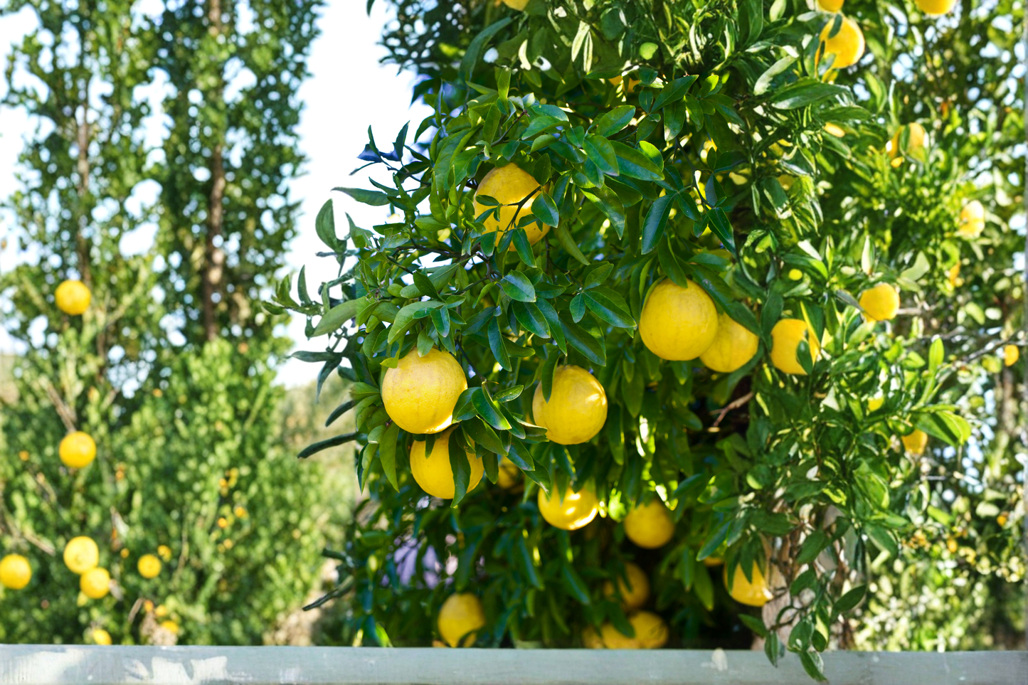 Live Citrus Hybrid Tree - Swingle Citrumelo Seedling, Trifoliate Orange & Grapefruit Hybrid, Cold Hardy, Edible Landscape Plant