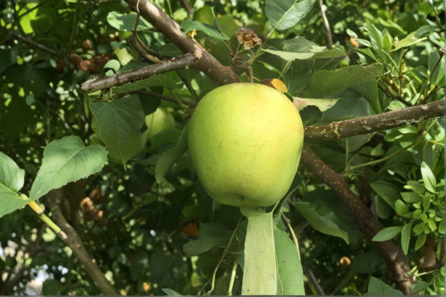 Mutsu Crisp Apple Tree Live Plant 4–5 ft, Green Apple, Deciduous Fruit Tree, Malus domestica, for Home Garden & Orchard