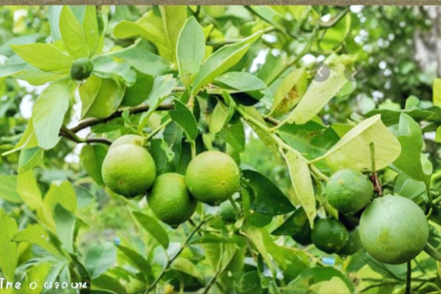 Lime Fruit Seeds – Citrus Tree for Indoor & Outdoor Growing – Citrus spp.