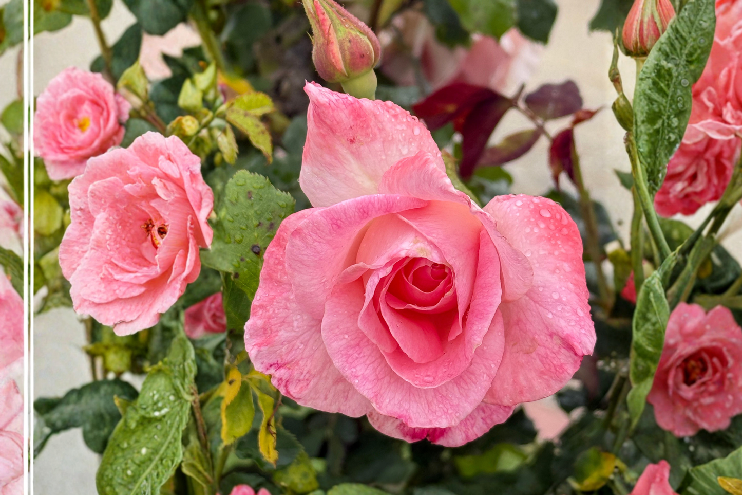 Waiheke Grandiflora Rose Live Starter Plant – Rosa Grandiflora for Gardens and Containers