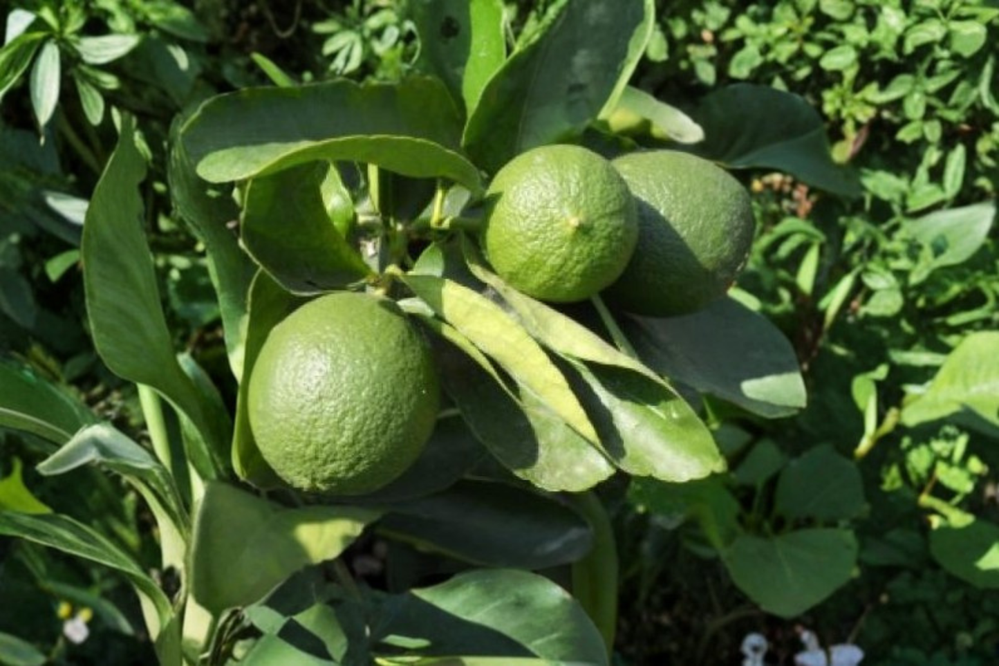 Persian Lime Tree Live Plant, 3-Gallon Citrus Fruit Tree, Citruss × latifolia, Container Garden, Fruit Bearing, Full Sun