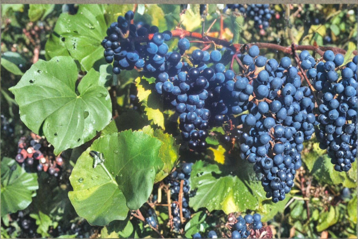 Black Spanish Grape Vine Live Plant, 3-Gallon Climbing Fruit Vine for Garden Trellis, Backyard Vineyard, Vitis spp.