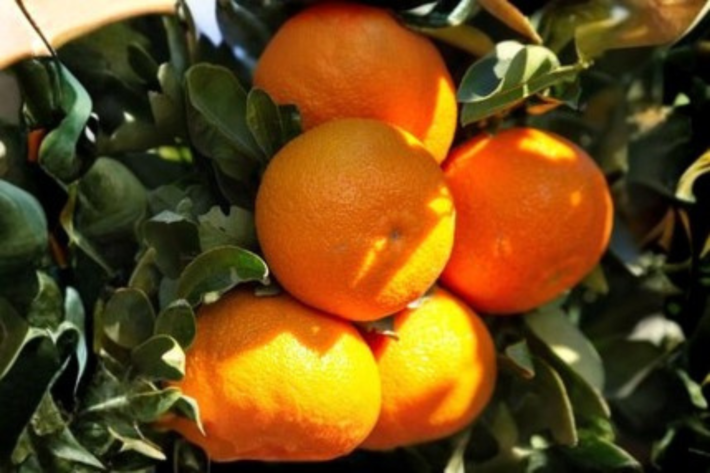 Hamlin Orange Tree Live Plant 1 Gallon Citrus Fruit Tree, Early Season, Sweet Orange, Citrus sinensis