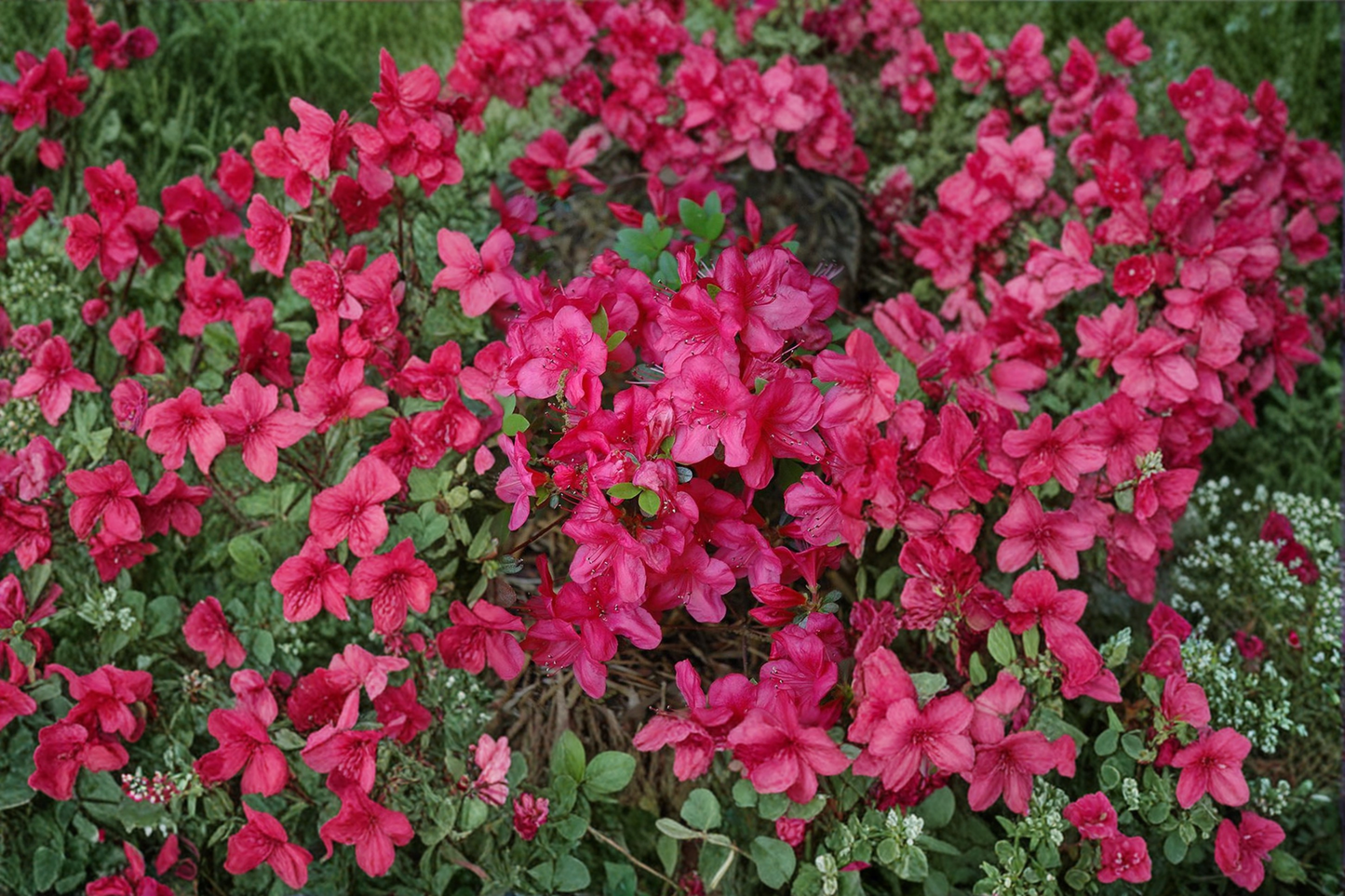 Azalea ‘Mother’s Day’ 1 Gallon Live Plant – Pink Red Flowering Shrub for Spring Garden Landscape
