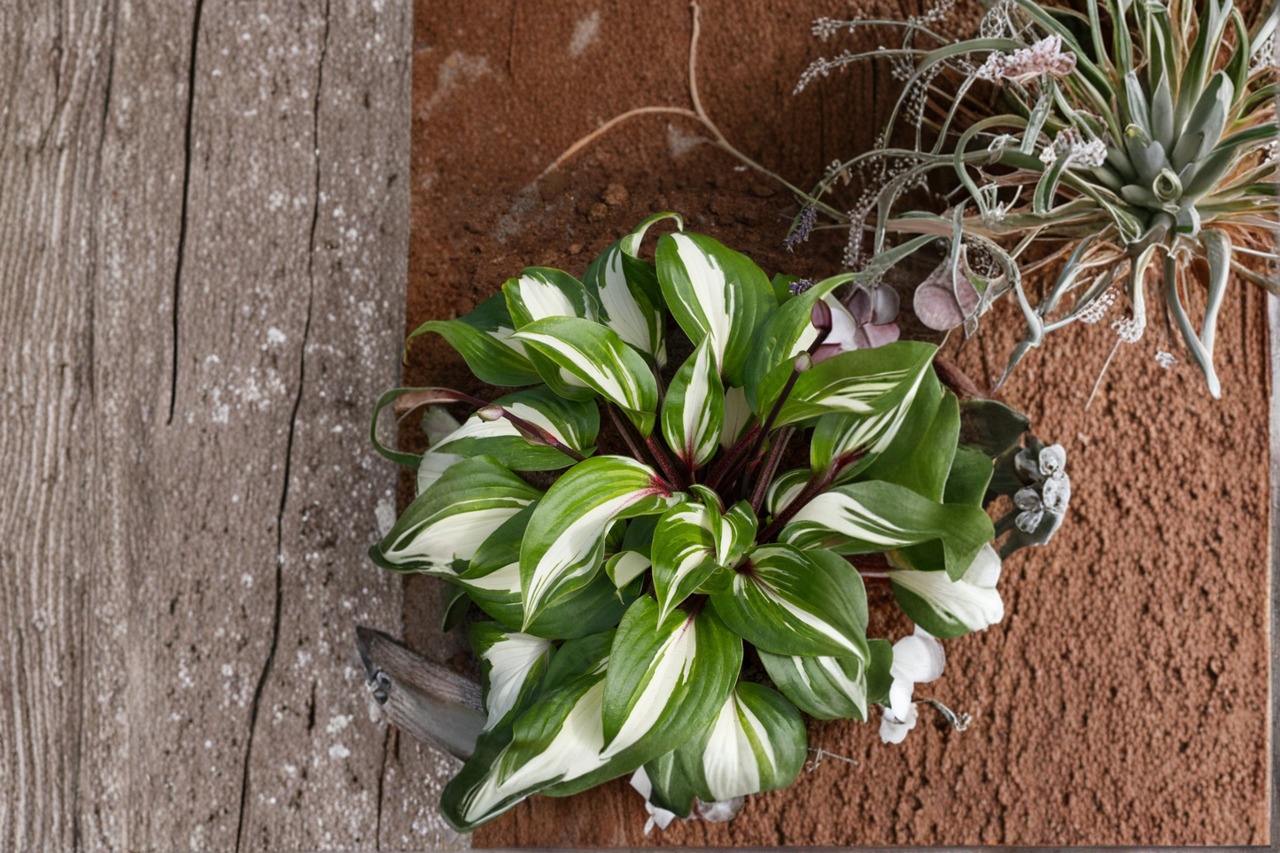 Hosta ‘Raspberry Sundae’ Bare Root Plant – Variegated Shade Perennial, Creamy Foliage, Pink Tones, Herbaceous, USDA Zones 3-9