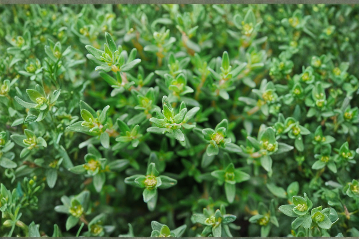 French Thyme Live Herb Plant, Thymus vulgaris, Perennial, Green Foliage, Herb Garden, Container, Border Plant