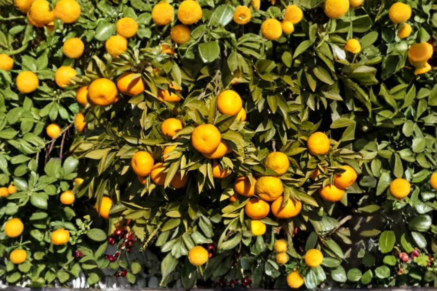 Miho Satsuma Mandarin Live Plant 1 Gallon Seedless Easy Peel Citrus Tree Early Ripening Fruit
