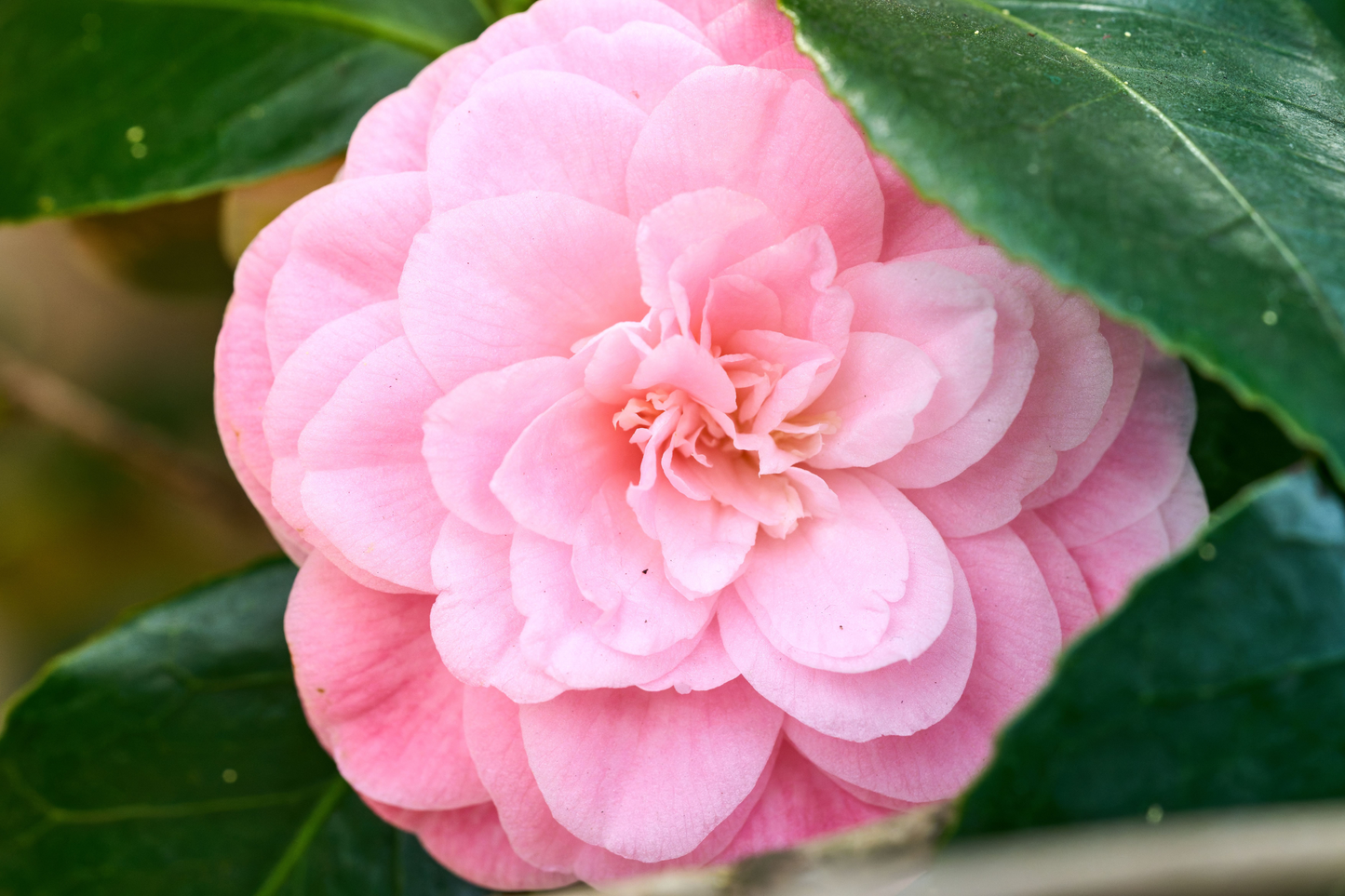 Pink Perfection Camellia Japonica Live Starter Plant – Well Rooted in Pot
