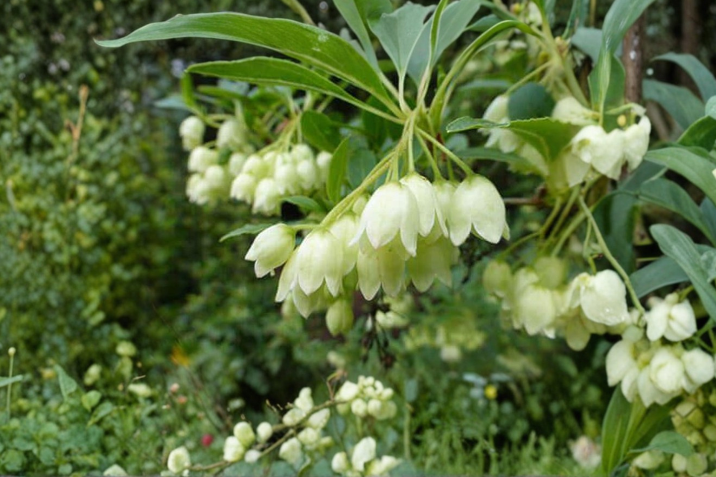 White Redvein Enkianthus ‘Albiflorus’ Live Plant, 2 Gallon Deciduous Flowering Shrub for Garden, Enkianthus campanulatus