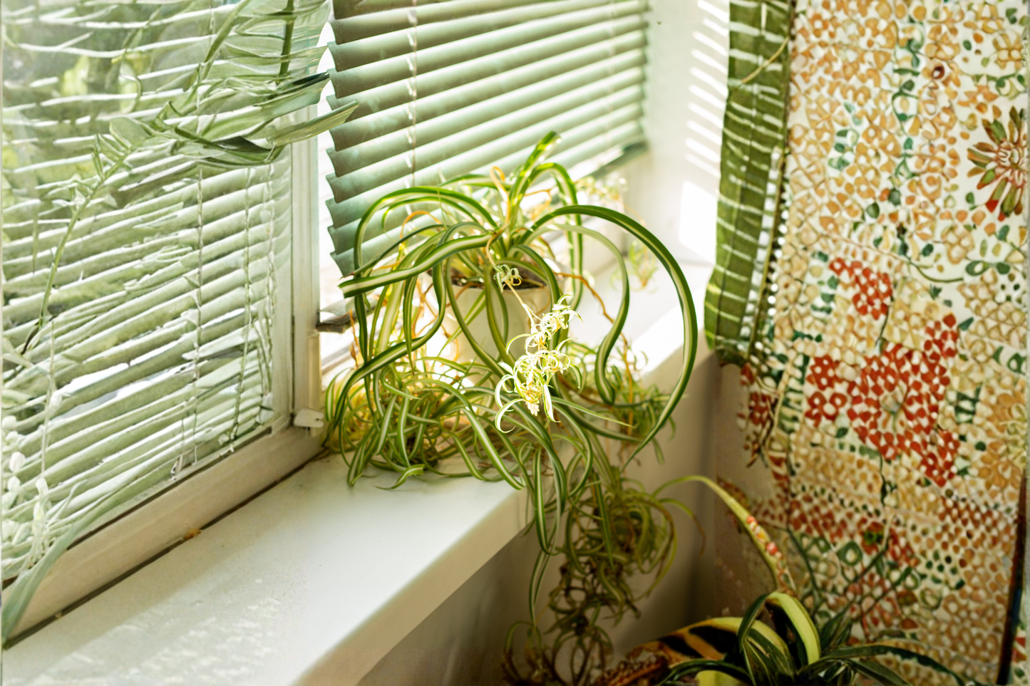 Bonnie Curly Spider Plant Live in 2-Inch Pot - Chlorophytum comosum 'Bonnie'