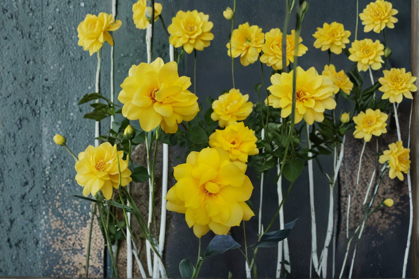 Gold Glow Hybrid Tea Rose Bush – 2 Gal Live Plant, Bright Yellow Fragrant Rose for Garden Landscaping