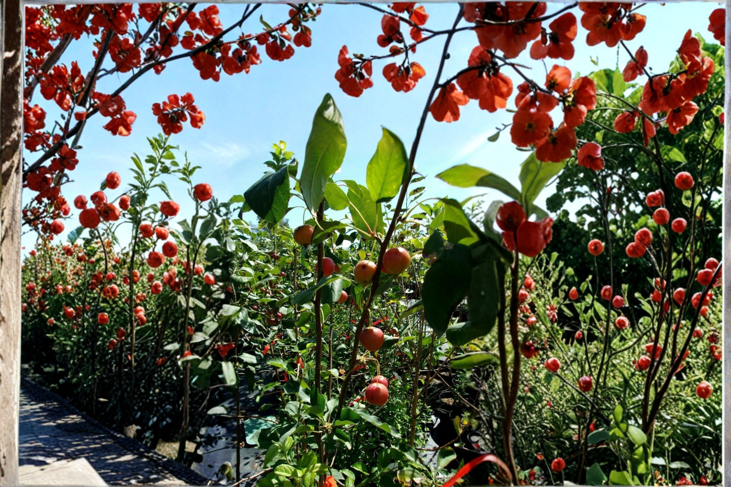 Dolgo Crabapple Tree 4–6 Ft Live Ornamental Fruit Tree Malus ‘Dolgo’ for Garden Landscape