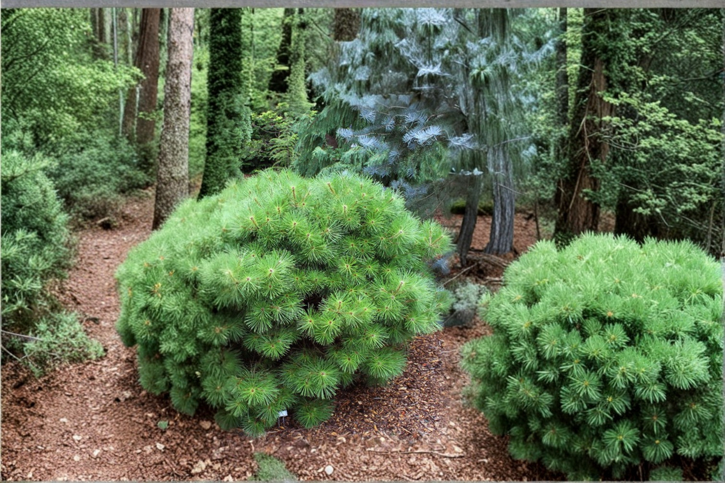 Japanese Red Pine Live Plant – 10 Inch Tall Evergreen Conifer Tree, Pinus densiflora, Bonsai & Garden Plant