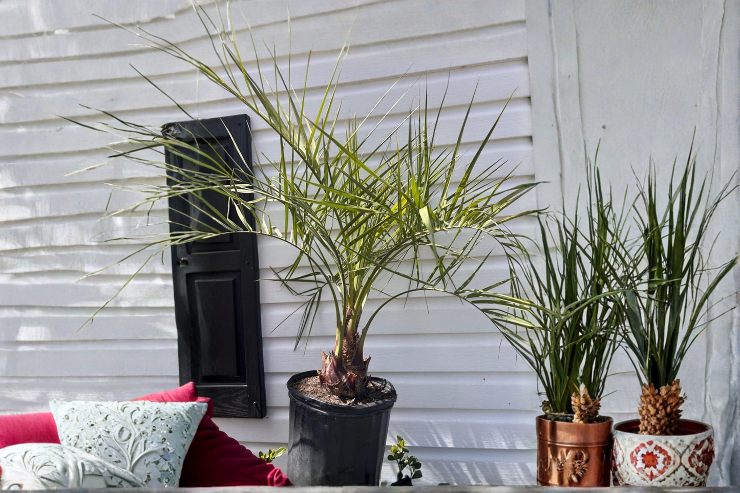 Pindo Palm Tree Live Plant, 3 Gallon Container, Butia odorata, Tropical Outdoor Palm for Patio & Garden