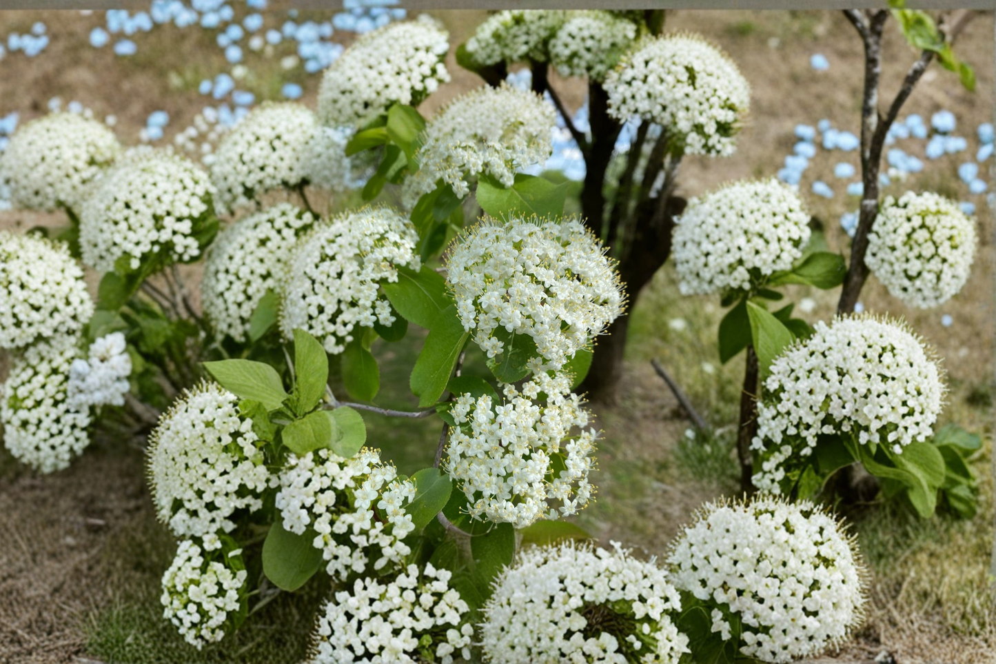 Blackhaw Viburnum Native Plant 1 Gallon β Viburnum prunifolium White Flowering Shrub for Garden Landscape, Borders & Hedges